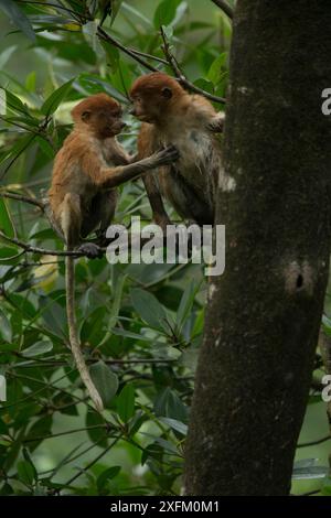 Singe proboscis (Nasalis larvatus) deux juvéniles interagissant avec la fourrure humide, Tarakan, Indonésie Banque D'Images