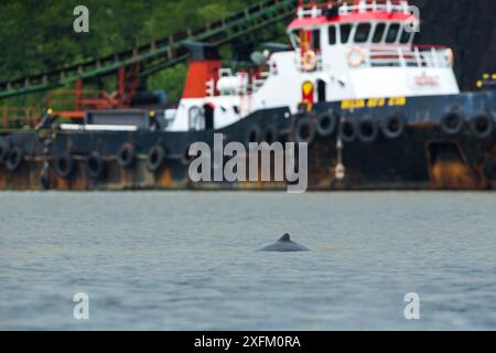 Dauphin d'Irawaddy (Orcaella brevirostris) dans la baie de Balikpapan, Indonésie Banque D'Images