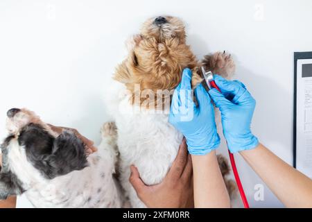 Les vétérinaires utilisent des stéthoscopes pour examiner la santé des chiens et diagnostiquer les maladies respiratoires et cardiaques. Vérification de la santé du chien dans l'hôpital des animaux avec Banque D'Images