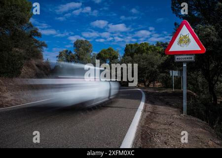 Lynx ibérique (Lynx pardinus) panneau d'avertissement avec voiture de mouvement floue, Sierra Morena, Espagne octobre. Banque D'Images