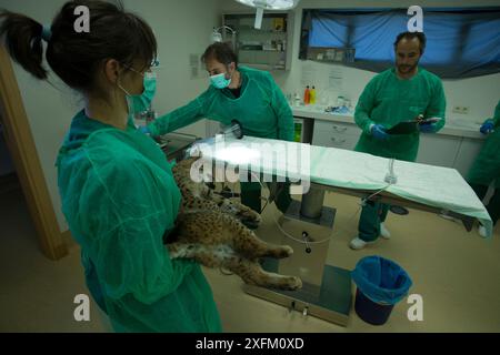 Lynx ibérique (Lynx pardinus) mis au point par des vétérinaires, Zarza de Granadilla Centre ibérique d'élevage de lynx, Estrémadure, Espagne octobre. Banque D'Images