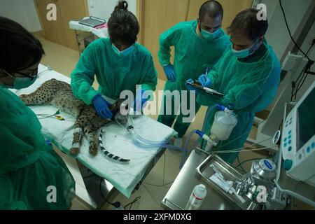 Lynx ibérique (Lynx pardinus) mis au point par des vétérinaires, Zarza de Granadilla Centre ibérique d'élevage de lynx, Estrémadure, Espagne octobre. Banque D'Images