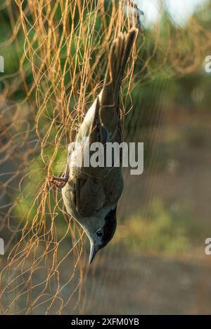 Mâle à tête noire (Sylvia atricapilla) capturé dans un filet de trappeurs, Chypre. Octobre. Banque D'Images