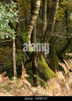 Forêt mixte à Mortimer Forest, Ludlow, Shropshire, Royaume-Uni Banque D'Images