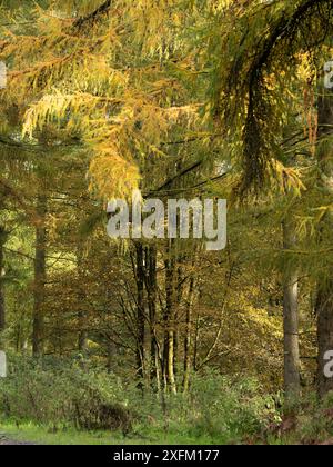 Forêt mixte à Mortimer Forest, Ludlow, Shropshire, Royaume-Uni Banque D'Images