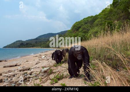 Chimpanzés orientaux (Pan troglodytes schweinfurtheii) marchant près de la rive du lac Tanganyika. Parc national de Gombe, Tanzanie. Banque D'Images