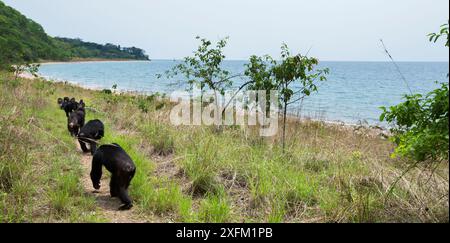 Chimpanzés orientaux (Pan troglodytes schweinfurtheii) marchant près de la rive du lac Tanganyika. Parc national de Gombe, Tanzanie. Banque D'Images