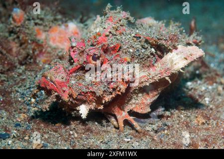 Stinger de démon ou Stinger de diable (Inimicus didactylus). Détroit de Lembeh, Sulawesi Nord, Indonésie. Banque D'Images