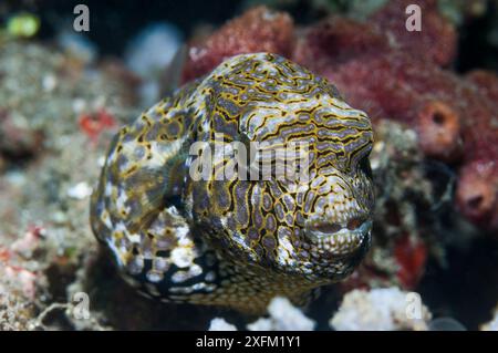 Puffer étoilé (Arothron stellatus) juvénile, détroit de Lembeh, Sulawesi du Nord, Indonésie. Banque D'Images