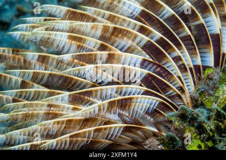 Vers fanworm indien (Sabellastarte indica). Détroit de Lembeh, Sulawesi Nord, Indonésie. Banque D'Images