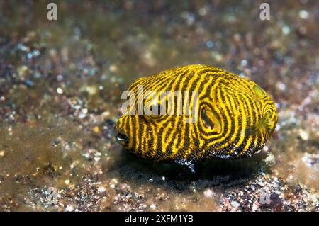 Puffer étoilé (Arothron stellatus) juvénile. Détroit de Lembeh, Sulawesi Nord, Indonésie. Banque D'Images