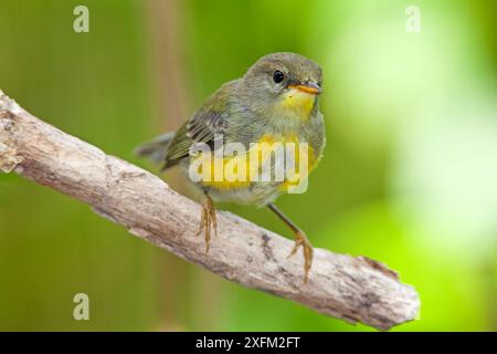 Socorro Parula (Setophaga graysoni), UICN proche menacée, île de Socorro, réserve de biosphère de l'archipel de Revillagigedo / archipel de Revillagigedo site du patrimoine mondial naturel de l'UNESCO (îles Socorro), Océan Pacifique, Mexique occidental, octobre Banque D'Images