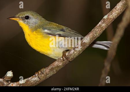 Socorro Parula (Setophaga graysoni), UICN proche menacée, île de Socorro, réserve de biosphère de l'archipel de Revillagigedo / archipel de Revillagigedo site du patrimoine mondial naturel de l'UNESCO (îles Socorro), Océan Pacifique, Mexique occidental, octobre Banque D'Images