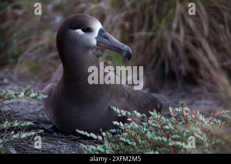 Albatros à pieds noirs (Phoebastria nigripes), île de San Benedicto, réserve de biosphère de l'archipel de Revillagigedo / archipel de Revillagigedo site du patrimoine mondial naturel de l'UNESCO (îles Socorro), océan Pacifique, Mexique occidental, liste rouge de l'UICN près de menacée, mars Banque D'Images