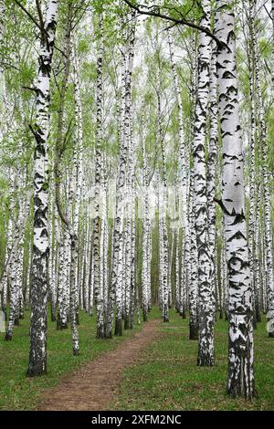 Premiers verts printaniers dans la forêt de bouleaux en mai Banque D'Images