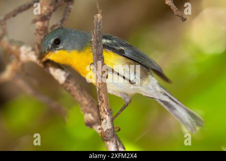 Socorro Parula (Setophaga graysoni), UICN proche menacée, île de Socorro, réserve de biosphère de l'archipel de Revillagigedo / archipel de Revillagigedo site du patrimoine mondial naturel de l'UNESCO (îles Socorro), Océan Pacifique, Mexique occidental, juillet Banque D'Images