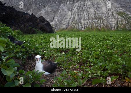 Albatros Laysan (Phoebastria immutabilis) dans le nid, liste rouge de l'UICN près de menacé, île de San Benedicto, réserve de biosphère de l'archipel de Revillagigedo / archipel de Revillagigedo site du patrimoine mondial naturel de l'UNESCO (îles Socorro), Océan Pacifique, Mexique occidental, janvier Banque D'Images