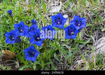 Gentiane trompette (Gentiana acaulis) Parc naturel régional Vallon de Combeau Vercors, Vercors, France, juin 2016. Banque D'Images