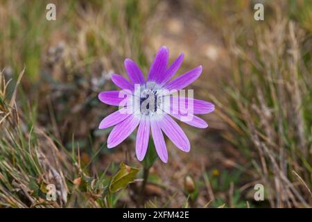 Fleur d'anémone (Anémone hortensis) près de Saint Martin de Crau, France, février 2016. Banque D'Images