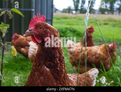 Poules en plein air dans un cadre rustique de ferme. Un gros plan du poulet brun avec son peigne rouge et son hochet capture l'essence de la vie rurale Banque D'Images