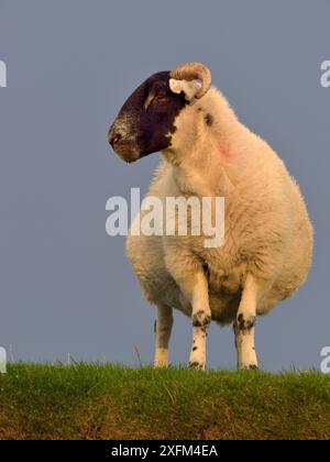 Mouton écossais à face noire, mâle, Île d'Islay, Écosse, Royaume-Uni, septembre Banque D'Images