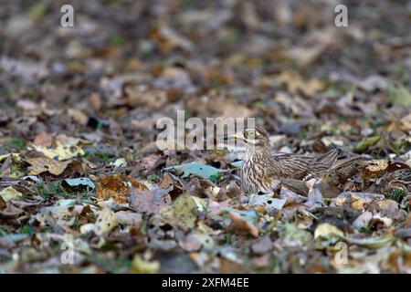 Genou épais eurasien (Burhinus oedicnemus) nichant sur le sol, camouflé contre les feuilles, parc national de Pench, Madhya Pradesh, Inde, mars Banque D'Images