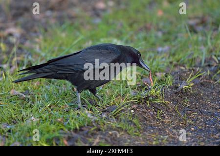 Corbeau charoie (Corvus corone) se nourrissant de vers, Jura, Suisse, novembre Banque D'Images