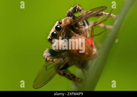 Araignée sautante (Evarcha falcata). manger une mouche des fruits, captif. Banque D'Images