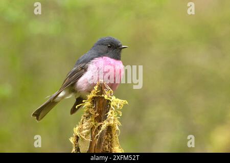 Rose robin (Petroica rodinogaster) mâle, Tasmanie, Australie Banque D'Images