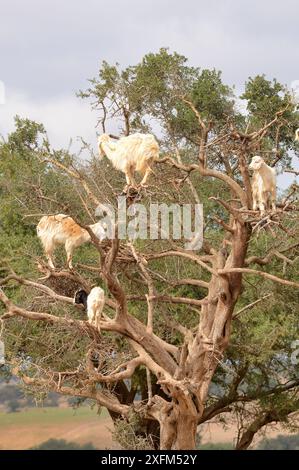 Chèvres domestiques (Capra aegagrus hircus) grimpant à l'Argan, Essaouira, Maroc Banque D'Images