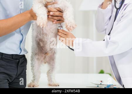 Les vétérinaires utilisent des stéthoscopes pour examiner la santé des chiens et diagnostiquer les maladies respiratoires et cardiaques. Vérification de la santé du chien dans l'hôpital des animaux avec Banque D'Images