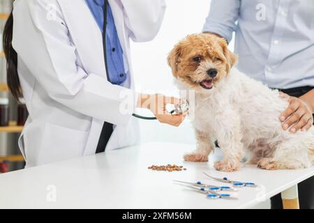 Les vétérinaires utilisent des stéthoscopes pour examiner la santé des chiens et diagnostiquer les maladies respiratoires et cardiaques. Vérification de la santé du chien dans l'hôpital des animaux avec Banque D'Images