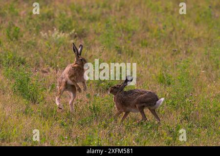 Couple de lièvre brun (Lepus europaeus) dans la course de cour, Bayern, Allemagne. Juillet Banque D'Images