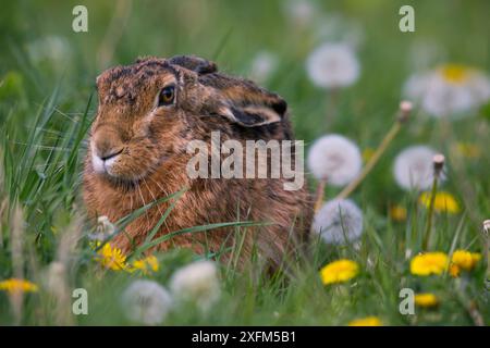 Lièvre brun (Lepus europaeus) Bayern, Allemagne. Avril. Banque D'Images