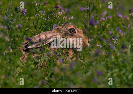 Lièvre brun (Lepus europaeus) Bayern, Allemagne. Juillet Banque D'Images