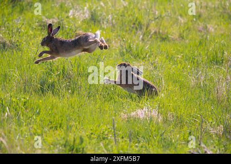 Lièvre brun (Lepus europaeus) couple dans la course de cour, Bayern, Allemagne. Avril. Banque D'Images