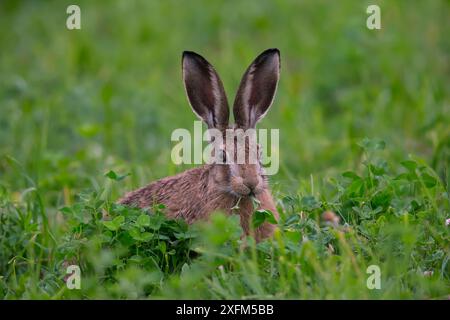 Lièvre brun (Lepus europaeus) Bayern, Allemagne. Juin. Juin Banque D'Images