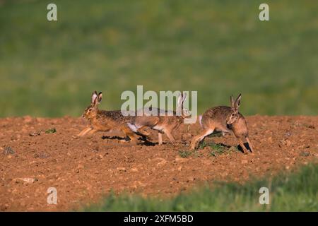 Lièvres brunes (Lepus europaeus) courant pendant la cour, Bayern, Allemagne. Avril. Banque D'Images