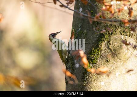 Pic vert (Picus viridis), nid mâle, Bayern, Allemagne. Novembre Banque D'Images