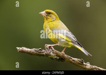 Greenfinch perché sur une branche d'arbre morte Banque D'Images