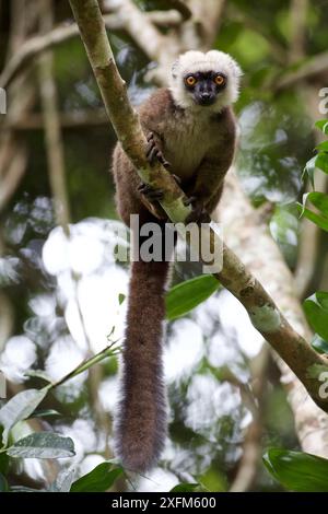 Lémurien brun à fronts blancs (Eulemur albifrons) dans un arbre, Parc national de Marojejy, Madagascar, décembre. Banque D'Images