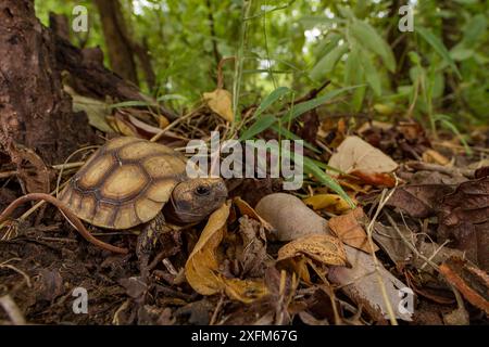 Tortue articulée de Speke (Kinixys spekii) bébé, parc national de Gorongosa, Mozambique. Banque D'Images