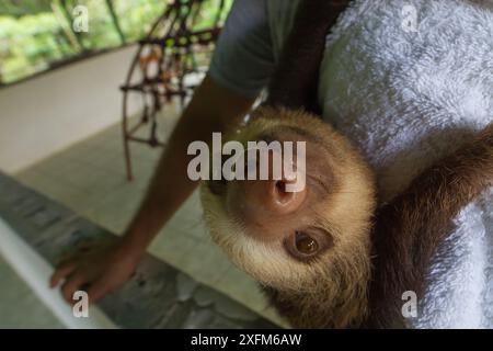 Le paresseux à deux doigts (Choloepus hoffmanni) est suspendu à l'épaule de son gardien dans un orphelinat de paresseux près de Cahuita, au Costa Rica. Banque D'Images