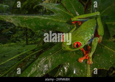 La grenouille arboricole aux yeux rouges (Agalychnis callidryas) repose sur une feuille à la station biologique de la Selva, au Costa Rica. Banque D'Images