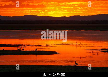 Coucher de soleil sur le canal de Sungwe avec des oies égyptiennes (Alopochen aegyptiacus) debout en silhouette, parc national de Gorongosa, Mozambique. Banque D'Images