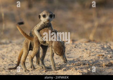 Les chiots suricats (Suricata suricatta) jouent au combat, dans le désert du Kalahari, en Afrique du Sud. Banque D'Images