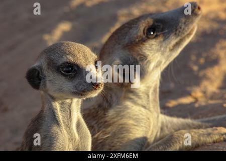 Suricata suricatta (Suricata suricatta) avec un membre adulte de la famille à l'entrée du terrier au coucher du soleil dans le désert du Kalahari, Afrique du Sud. Banque D'Images