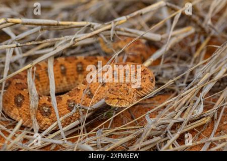 Additionneur corné (Bitis caudalis) camouflé dans du sable riche en fer dans le désert du Kalahari, Afrique du Sud. Banque D'Images