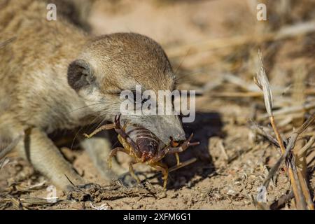 Suricate (Suricata suricatta) mâchant un scorpion (Parabuthus sp.), désert du Kalahari, Afrique du Sud. Banque D'Images