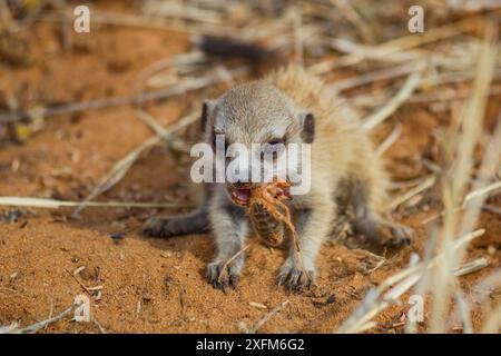 Suricata suricatta mangeant un solifuge dans le désert du Kalahari, Afrique du Sud Banque D'Images